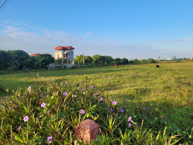 Vị trí 29 lô đất đấu giá tại thôn Phần Hà, xã Bắc Sơn hiện vẫn là bãi chăn thả trâu bò, chưa hoàn thiện xong hạ tầng cơ bản.