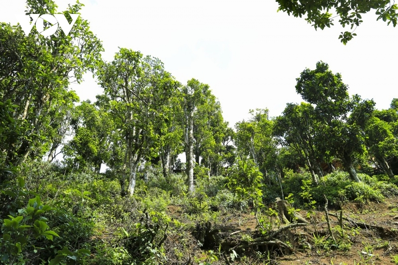  Many Shan Tuyet tea trees in Sin Chai commune are up to several hundred years old. Photo courtesy of the tea tree complex.