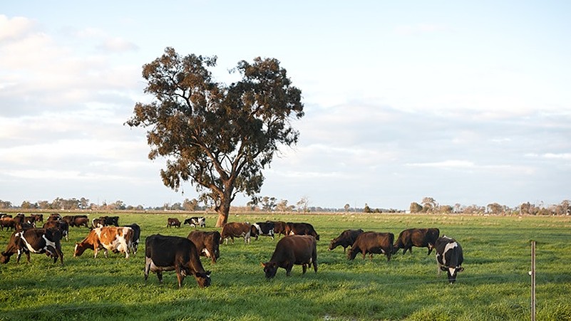 A grass field in Australia's Northern Territory. Photo courtesy of the territory's portal.