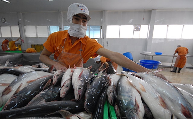 Catfish made for 27% of Vietnam's seafood export in the first quarter of 2021. Photo courtesy of Vietfish Magazine.
