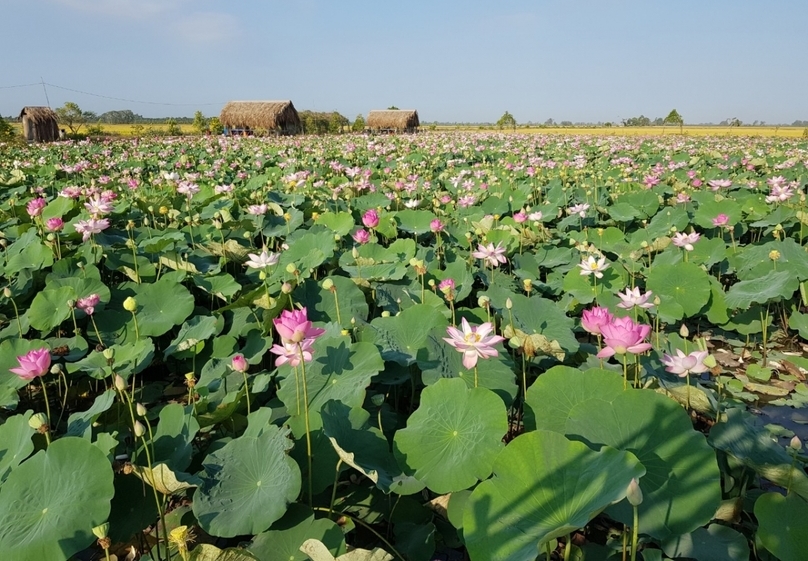 Lotus is a symbol of Dong Thap province, southern Vietnam. Photo courtesy of VOV.