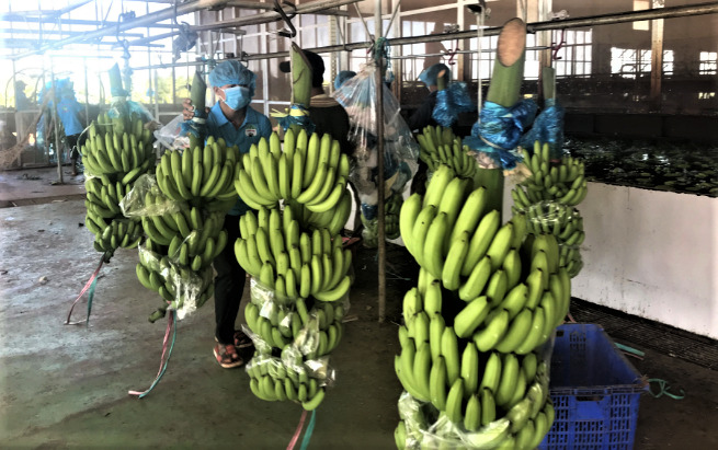 Banana harvesting at HAGL Agrico. Photo courtesy of the company. 