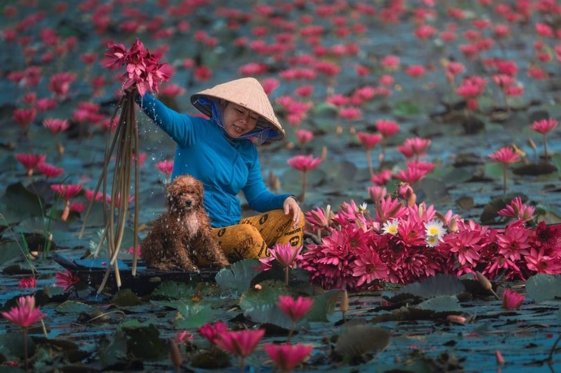 'Water lily season', snapped by Cao Ky Nhan.
