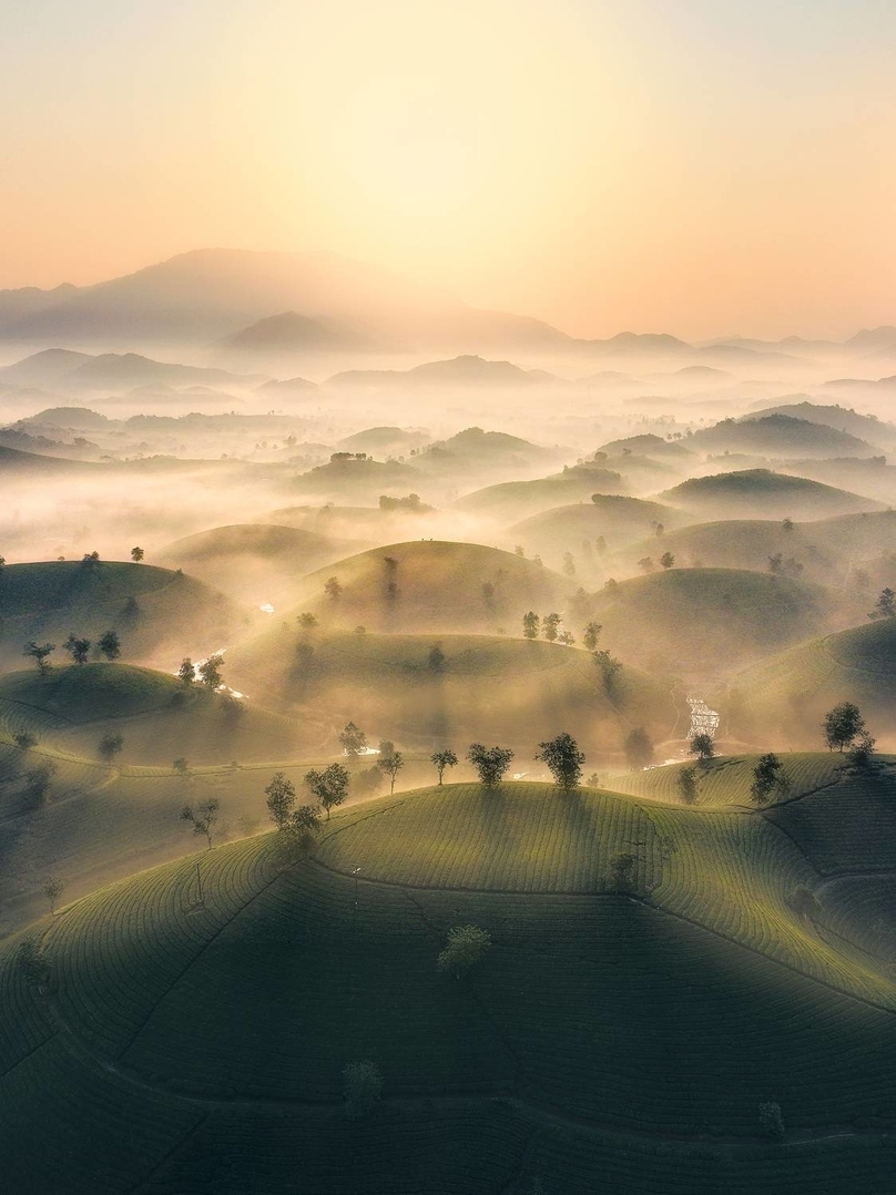 'Early dew on Long Coc tea hill', taken by Nguyen Tan Tuan.