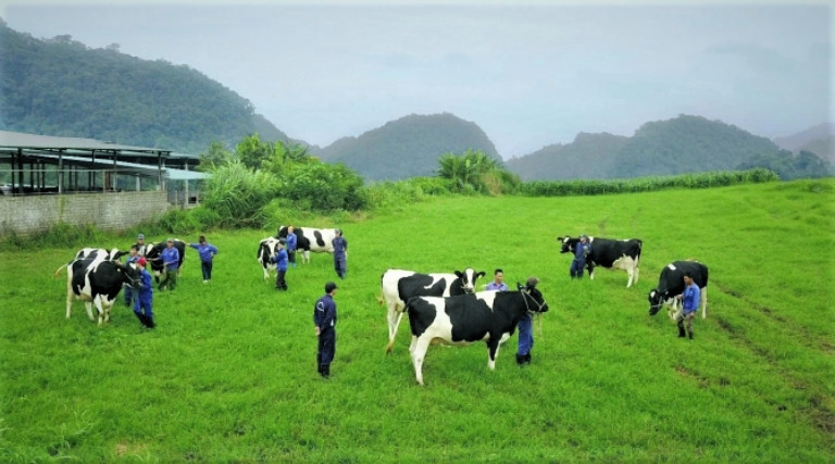 A cow farm of Moc Chau Dairy Cattle Breeding JSC in Moc Chau Plateau, Son La province, northern Vietnam. Photo courtesy of the company.