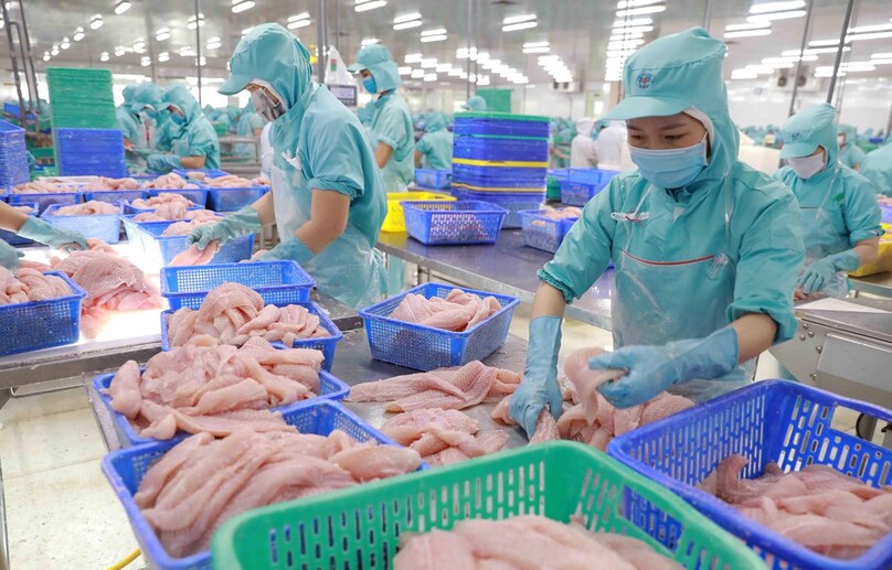 Processing pangasius fillets for export. Photo courtesy of Vietnam News Agency.