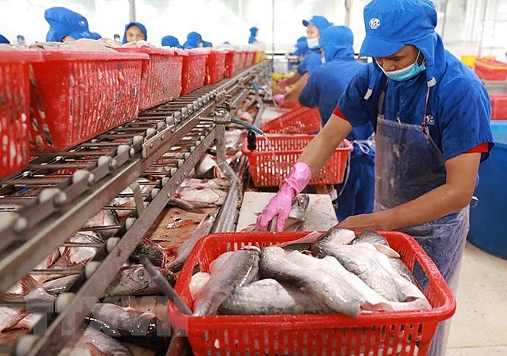 Pangasius processing at a factory in Vietnam. Photo courtesy of Ministry of Industry and Trade.