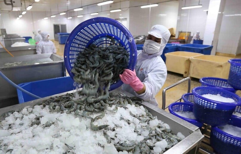 Shrimp processing for export at Minh Phu Seafood Corporation. Photo courtesy of Vietnam News Agency.