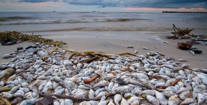 Formosa Ha Tinh Steel Corporation was responsible for mass fish deaths in the four central provinces of Ha Tinh, Quang Binh, Quang Tri and Thua Thien-Hue provinces. Photo courtesy of Vietnam News Agency.