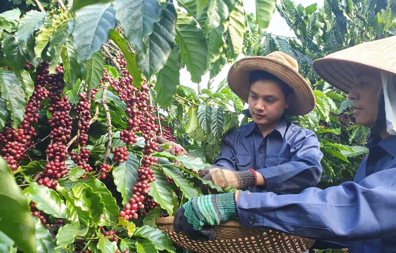 Vietnamese farmers harvest coffee. Photo courtesy of Vietnam News Agency.