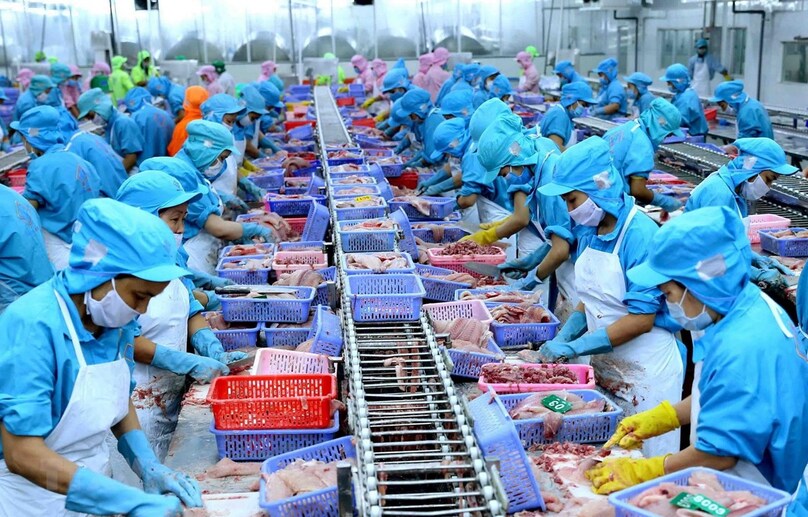Processing pangasius for export. Photo courtesy of Vietnam News Agency.