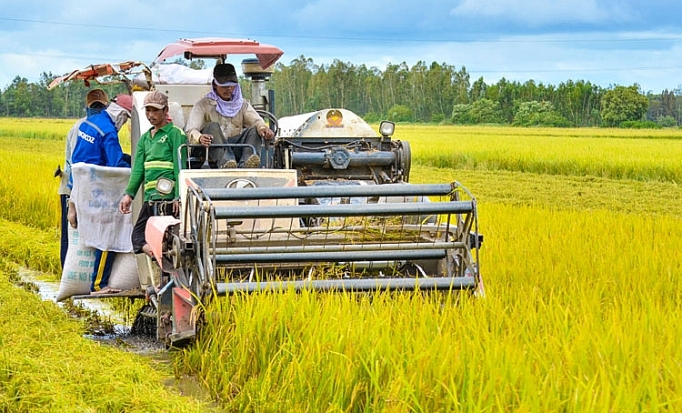Harvesting in a paddy field. Photo courtesy of the Ministry of Industry and Trade.