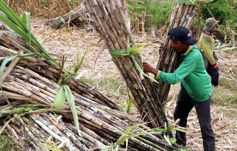 Harvesting sugarcane in central Vietnam. Photo courtesy of Vietnam News Agency.