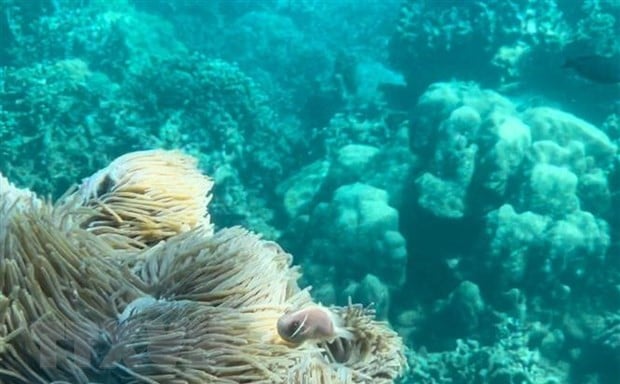 Coral reefs at the Nha Trang Bay conservation site in Khanh Hoa province, south-central Vietnam. Photo courtesy of Vietnam News Agency.