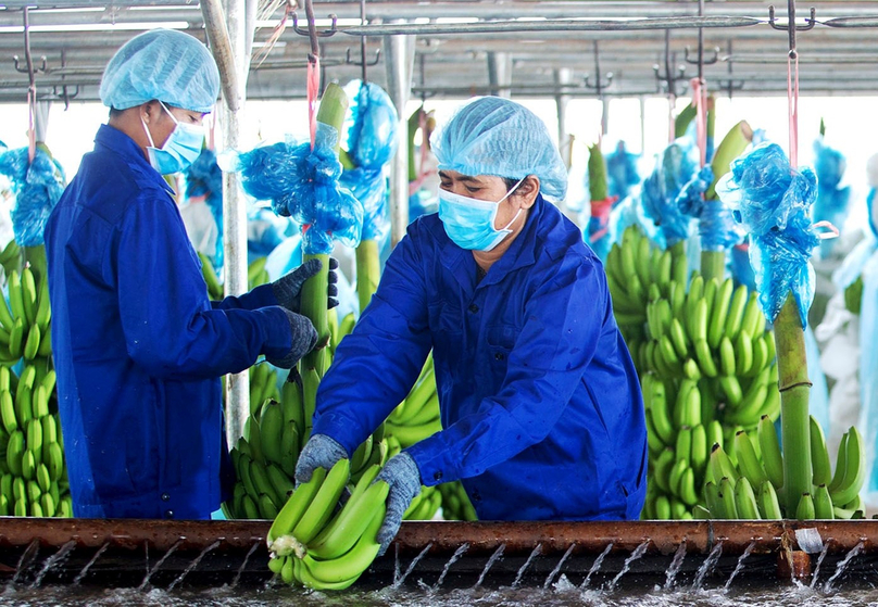 Bananas of Hoang Anh Gia Lai, one of Vietnam's leading agricultural corporations. Photo courtesy of the company.