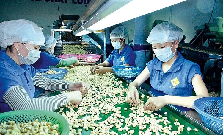 Vietnamese workers in a cashew nut processing factory. Photo courtesy of Industry and Trade newspaper.