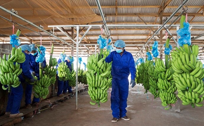 Bananas of agriculture producer Hoang Anh Gia Lai. Photo courtesy of the company.