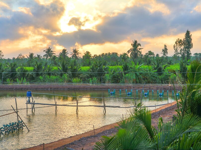 A shrimp raising farm in Cu Lao Dung district, Soc Trang province, southern Vietnam. Photo courtesy of Mekong Delta Explorer.