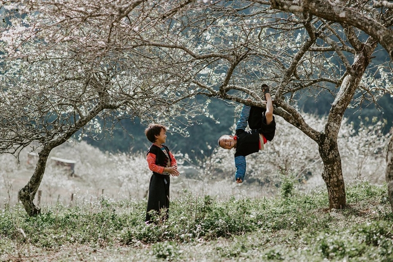 Kids and plum blossoms in Moc Chau, Son La province, northwestern Vietnam. Photo courtesy of the Environmental Economics magazine.