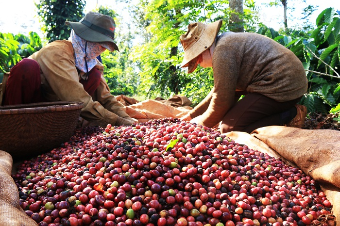Farmers harvest coffee beans. Photo courtesy of the Ministry of Industry and Trade.