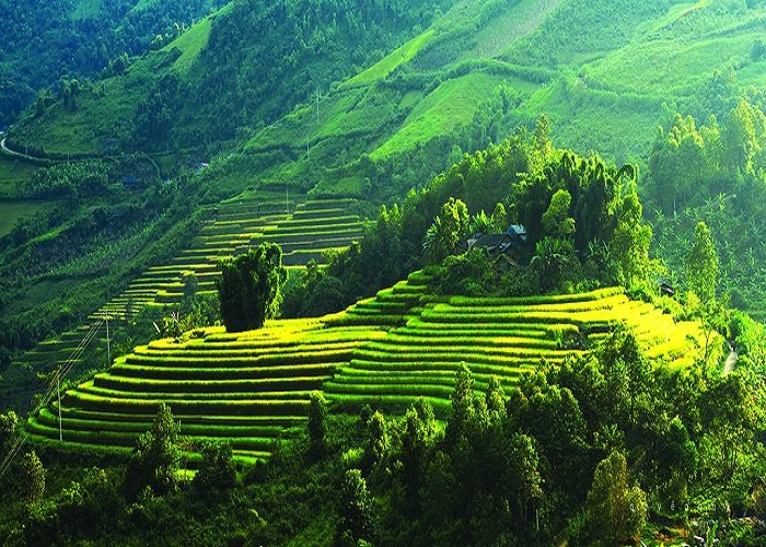 Moc Chau in Son La province, northern Vietnam is a region of cool temperature, tea hills and ethnic villages. Photo courtesy of dulichvietnam.com.vn