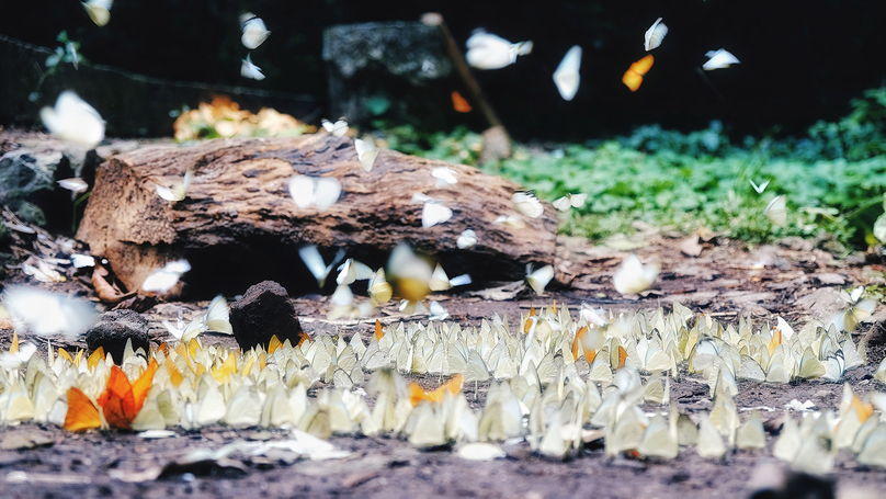 Millions of butterflies in Cuc Phuong National Park. Photo courtesy of Vedana Resort.