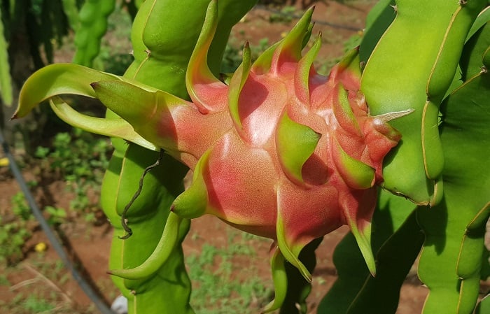 Dragon fruit of Hoang Anh Gia Lai. Photo courtesy of the company.