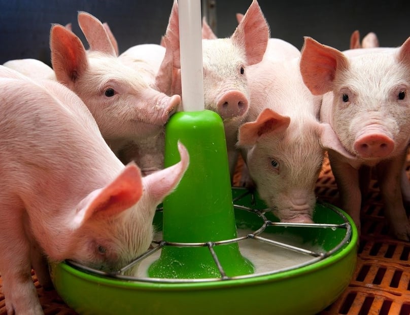 Pig raising has attracted big investments from both foreign and Vietnamese companies. Photo courtesy of De Heus.