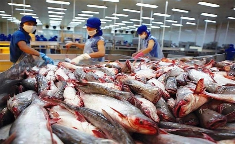 Processing tra fish for export. Photo courtesy of VASEP.