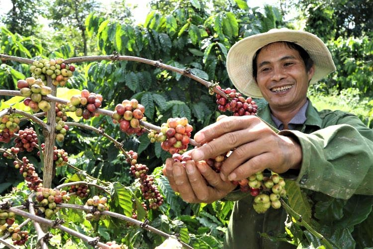 A Nestle Vietnam-contracted coffee farmer in the Central Highlands, Vietnam’s coffee-growing hub. Photo courtesy of the company.