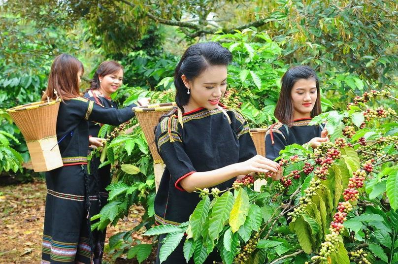 Harvesting coffee in Buon Ma Thuot, the biggest town in Vietnam's Central Highlands. Photo courtesy of Ethnic and Development newspaper.