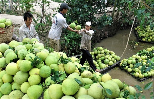 Pomelos harvested in the Mekong Delta, southern Vietnam. Photo courtesy of Vietnam News Agency.