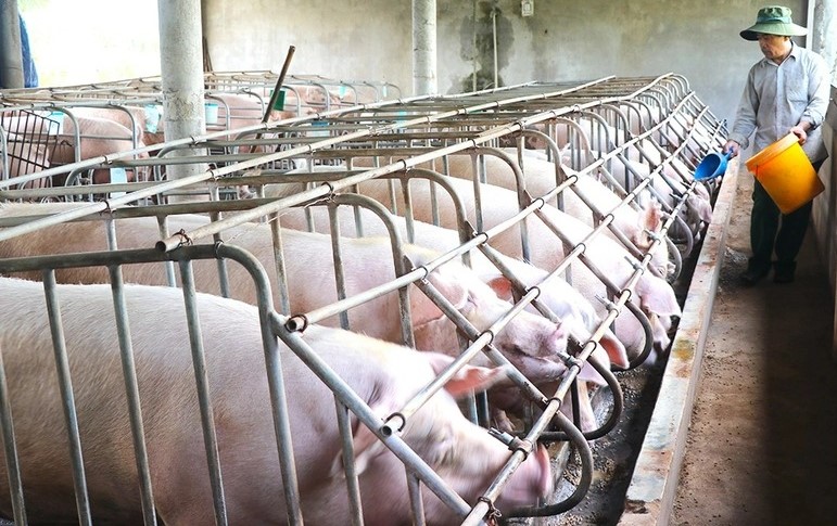 A pig farm in Gia Lai province, Vietnam's Central Highlands. Photo courtesy of Gia Lai People's Committee.