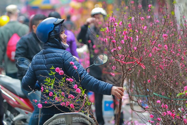 The Lunar New Year holiday, with peach blossoms, is the country's most important national holiday. Photo courtesy of Vietnam News Agency.