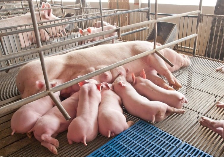A BaF Vietnam pig farm. Photo courtesy of the company.