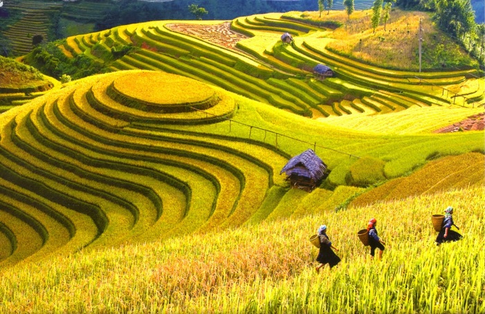 Terraced paddy fields in Sapa. Photo courtesy of Vietnam Tourism.