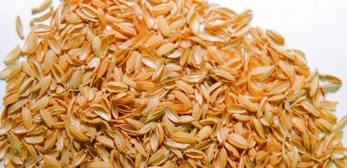 Rice hulls (rice husks), the hard protecting coverings of rice grains, can be utilised to generate electricity. Photo courtesy of Fresh Farm & Co.