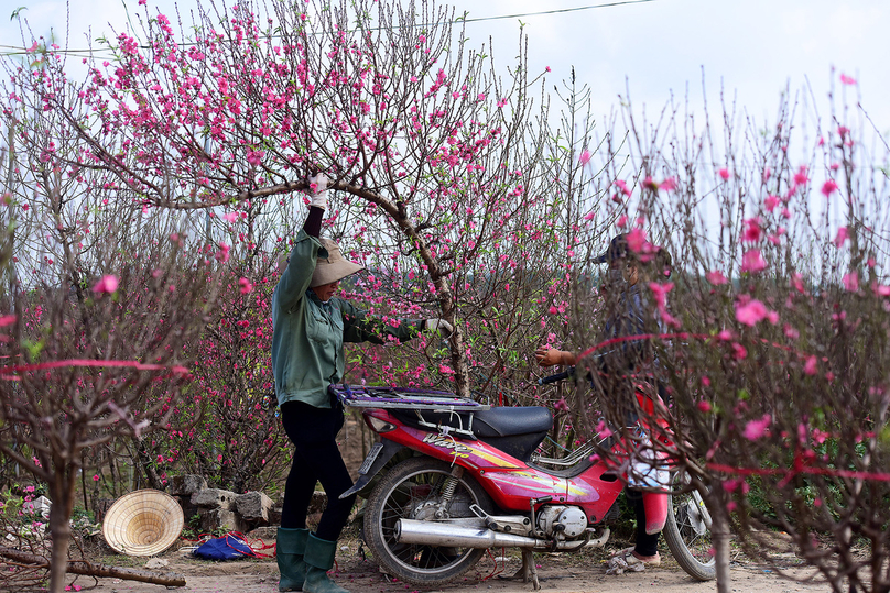 Small traders harvest peach blossoms before the Lunar New Year holiday (Tet). Photo courtesy of Vietnam News Agency.