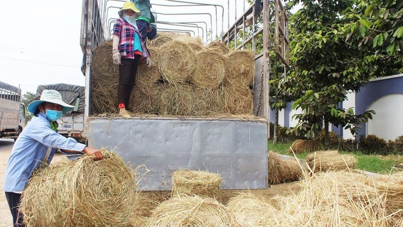 Farmers collect rice straw in Binh Thuan province, south-central Vietnam. Photo courtesy of Binh Thuan newspaper.