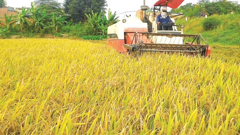 A farmer harvests rice in Long An province, southern Vietnam. Photo courtesy of Long An newspaper.