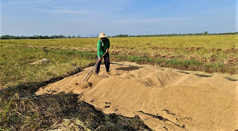 A farmer harvests rice in An Giang province, southern Vietnam. Photo courtesy of An Giang newspaper.