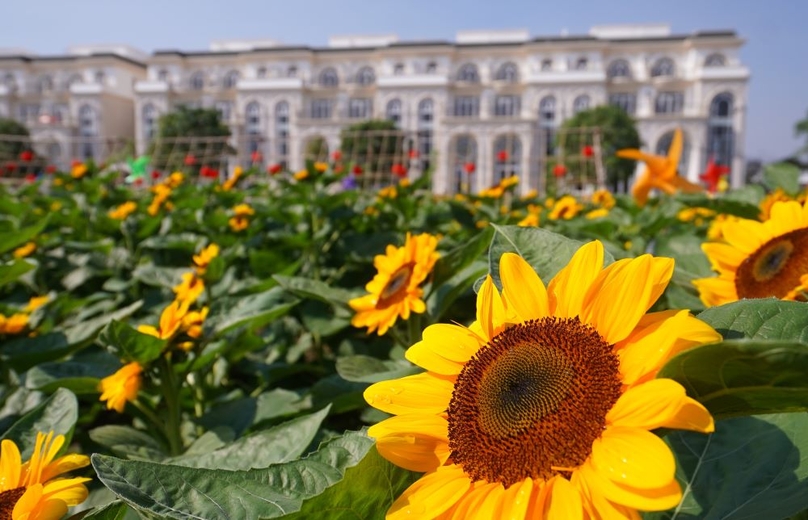 The sunflowers started blooming from December 24 and will be at their best until January 4, 2023.