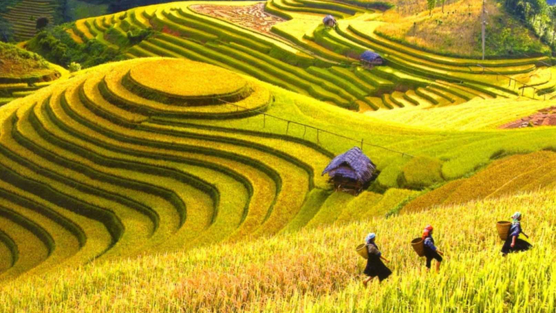 Terraced rice fields in Mu Cang Chai district, Yen Bai province, northern Vietnam. Photo courtesy of the government's portal.
