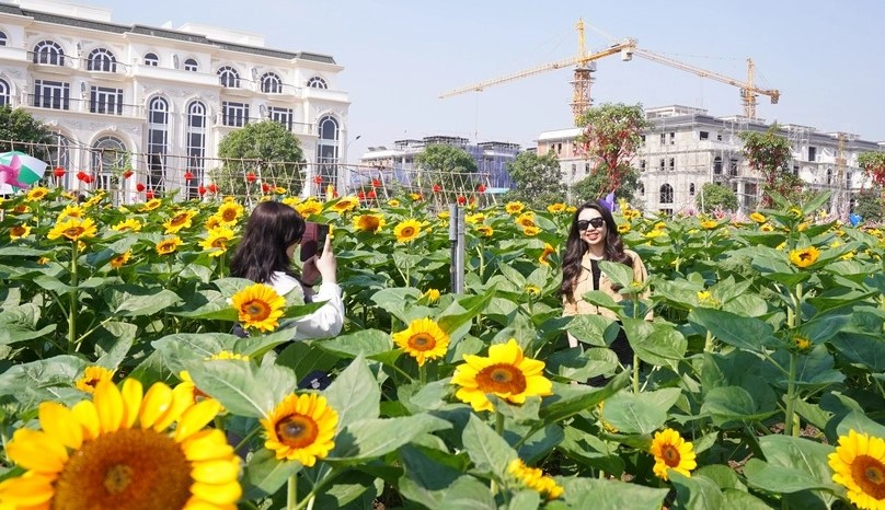 Residents taking photos with the sunflowers.
