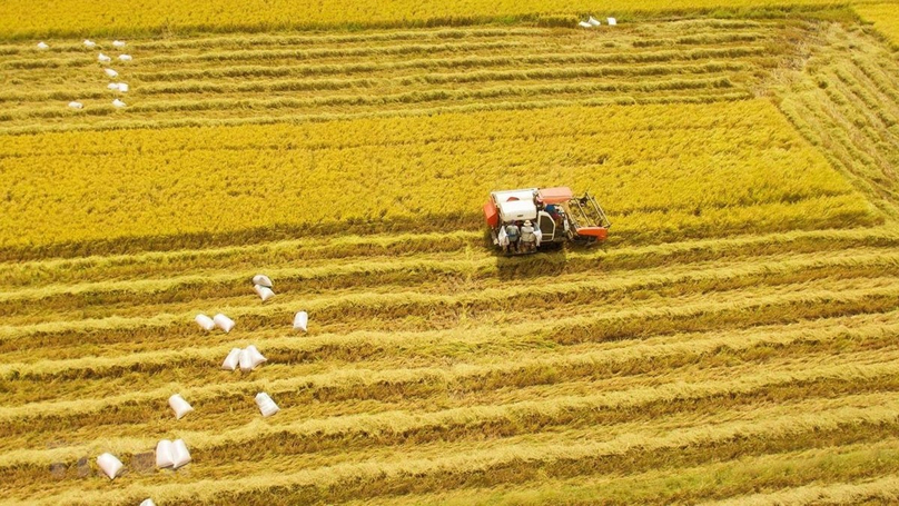 A rice field in Vietnam's Mekong Delta. Photo courtesy of Vietnam News Agency.