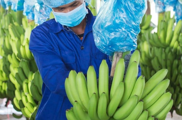 Bananas of Hoang Anh Gia Lai. Photo courtesy of the company.
