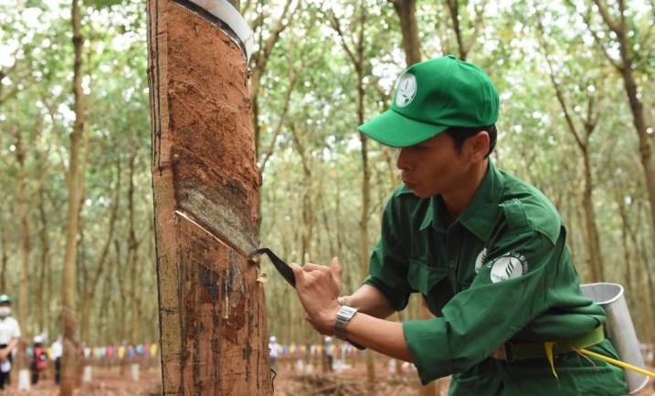 A worker of Phuoc Hoa Rubber JSC collects latex. Photo courtesy of the company.