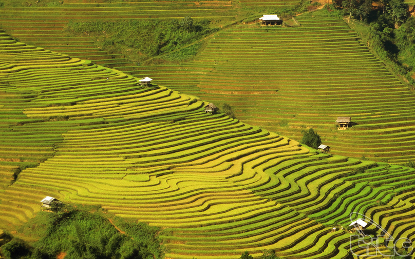 Terraced rice fields change color every season. Photo courtesy of Vietnam National Administration of Tourism.