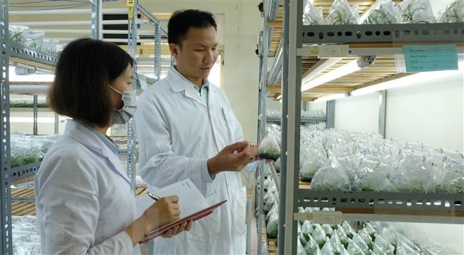 Scientists culture orchids in a laboratory. Photo courtersy of Vietnam News Agency.