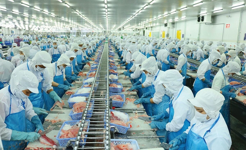 Processing pangasius in Vinh Hoan. Photo courtesy of the company.